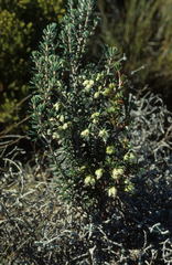Erica obtusata