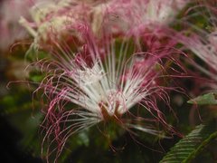 Calliandra surinamensis