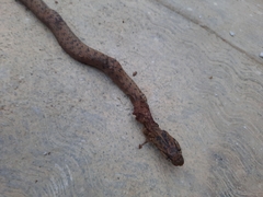 Thamnophis sumichrasti