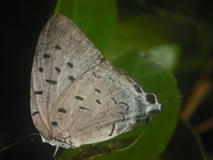 Pseudolycaena damo