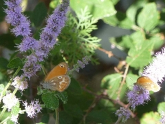 Coenonympha corinna