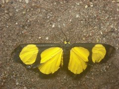 Cyllopoda jatropharia