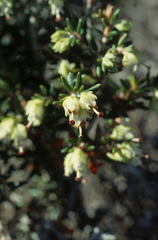Erica obtusata