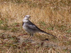 Motacilla alba lugens