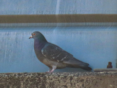 Columba livia domestica