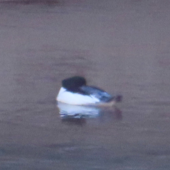 Mergus merganser