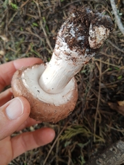 Agaricus brunneofibrillosus