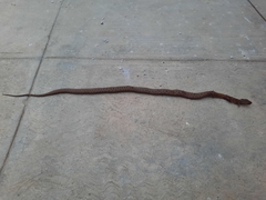 Thamnophis sumichrasti