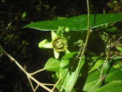 Passiflora sexocellata