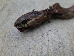 Thamnophis sumichrasti