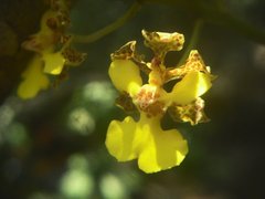 Trichocentrum cebolleta