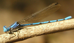 Argia lacrimans
