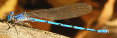 Argia lacrimans