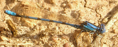 Argia nahuana