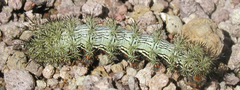 Automeris cecrops pamina