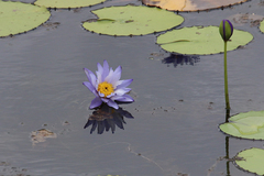 Nymphaea gigantea