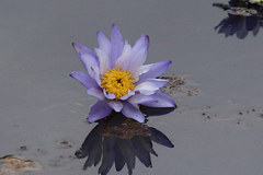 Nymphaea gigantea