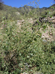 Brickellia floribunda