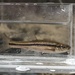 Northern Pearl Dace - Photo (c) hannahdodington, some rights reserved (CC BY-NC), uploaded by hannahdodington