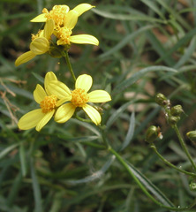 Coreocarpus arizonicus