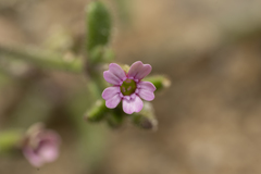 Silene sedoides