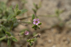 Silene sedoides