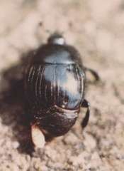 Margarinotus striola