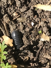 Armadillidium vulgare