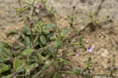 Silene sedoides