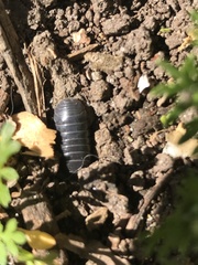 Armadillidium vulgare