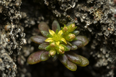 Sedum litoreum
