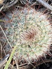 Parodia scopa
