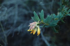 Liparia splendens comantha