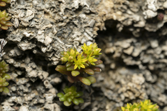 Sedum litoreum