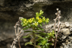 Sedum litoreum