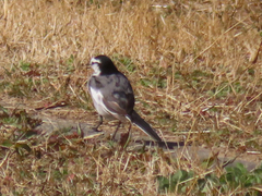 Motacilla alba lugens