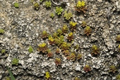 Sedum litoreum