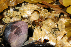 Semibalanus cariosus