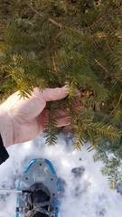 Taxus canadensis
