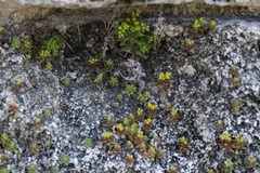 Sedum litoreum