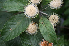 Parhelophilus integer