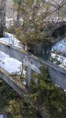 Taxus canadensis