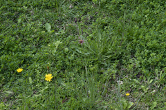 Tragopogon coelesyriacus