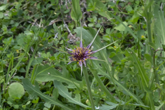 Tragopogon coelesyriacus