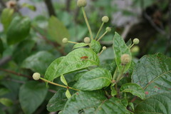 Parhelophilus integer