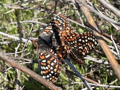 Euphydryas editha quino