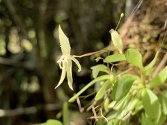 Andinia sunchubambensis