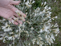 Baccharis notosergila