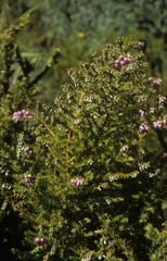 Erica racemosa