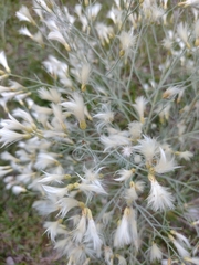 Baccharis notosergila